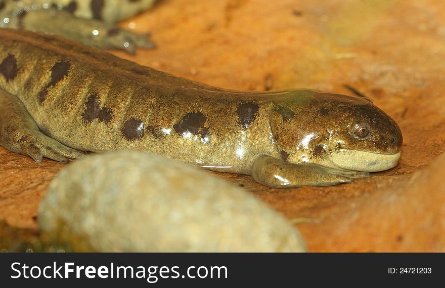 Close Up Of Spotted Wet Salamander Against Tan Background