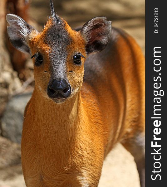 Face Front View Of Small Young Deer. Face Front View Of Small Young Deer