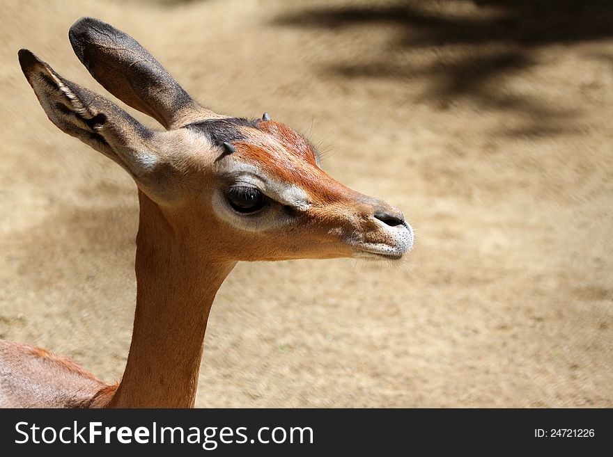 Young Gerenuk