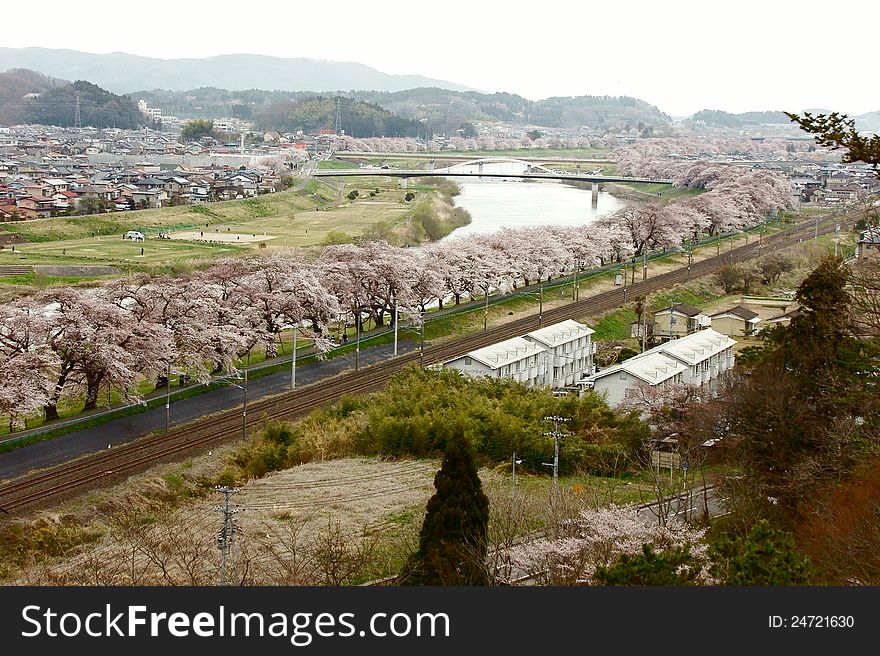 This is a row of cherry blossoms all together by the road. This is a row of cherry blossoms all together by the road