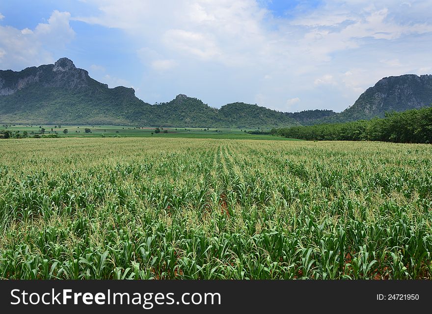 A field of corn as a crop