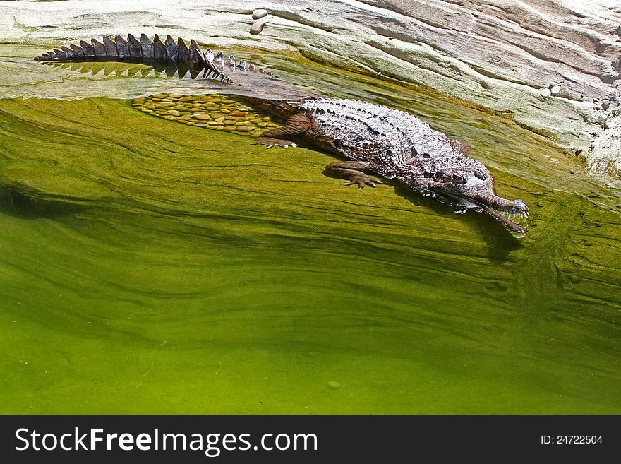 False Gharial Crouching With Open Mouth In Water