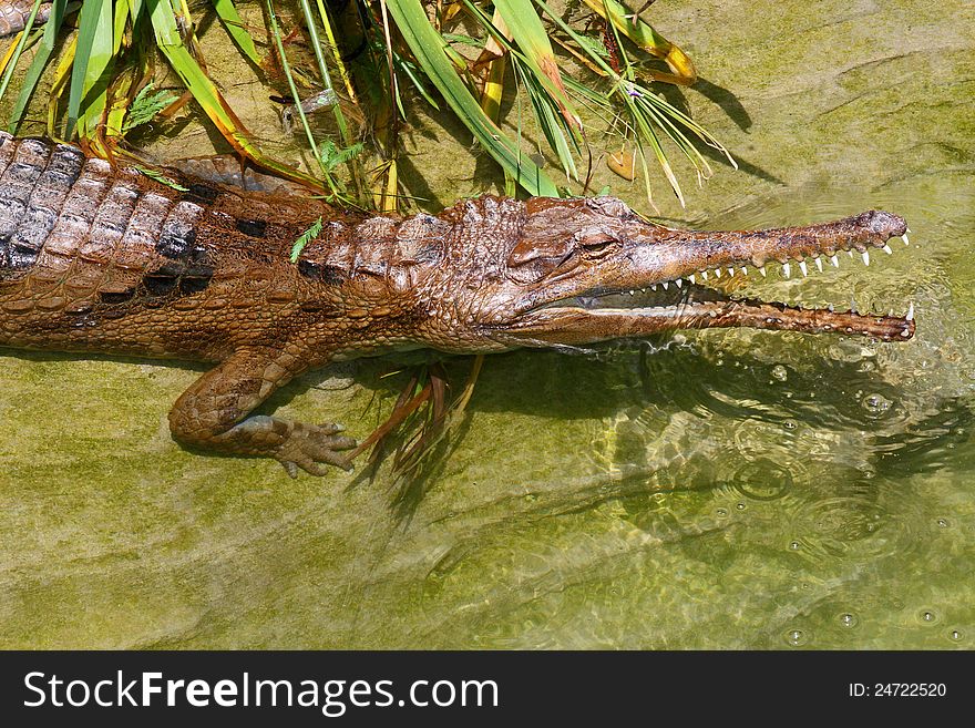 False Gharial Crouching With Open Mouth In Water