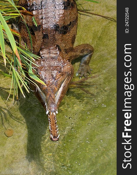 False Gharial With Open Mouth In Water