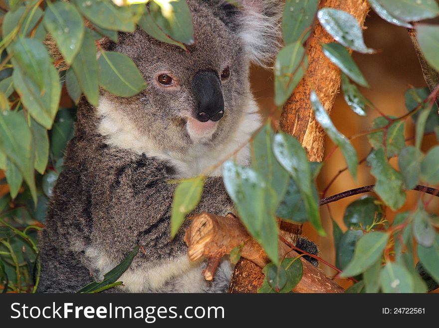 Young Koala Bear Sitting In Eucalyptus Tree