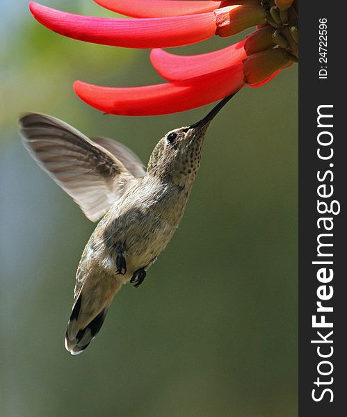 Hummingbird In Flight Drinking Nectar From Red Flower. Hummingbird In Flight Drinking Nectar From Red Flower