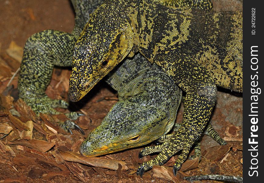 Two Large Lizards Tangled Together. Two Large Lizards Tangled Together