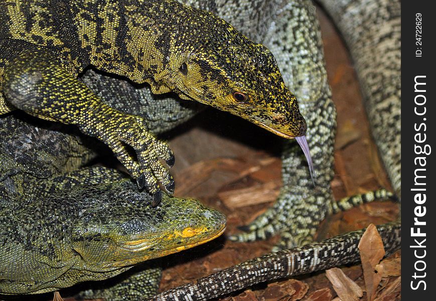 Large Lizards With Tongue Out And Tangled. Large Lizards With Tongue Out And Tangled