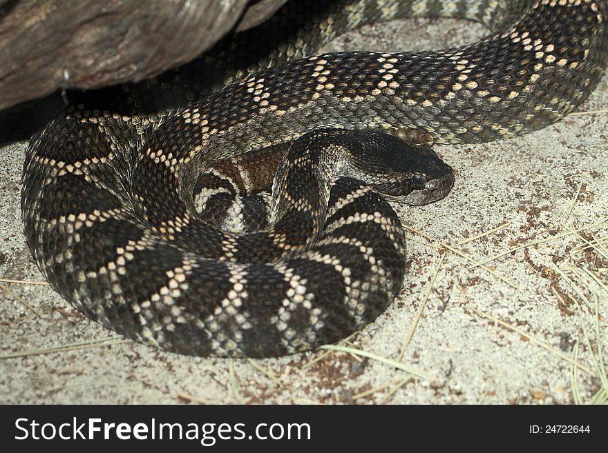 Black And White Rattlesnake Coiled In Sand. Black And White Rattlesnake Coiled In Sand