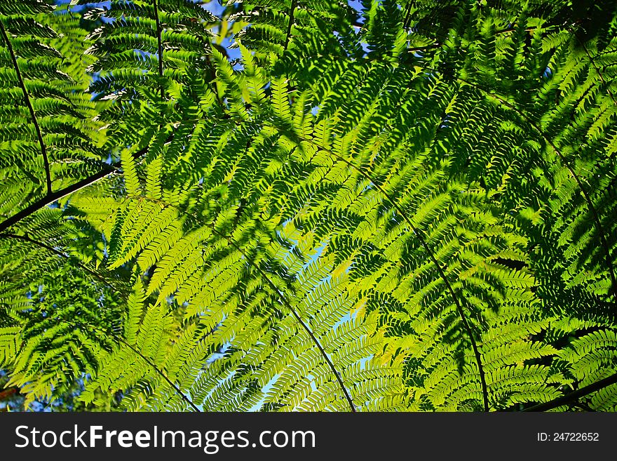 Green leaf background, this is a type of fern.