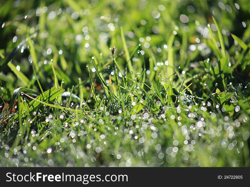 Green background with dew on the grass, shallow depth of field. Green background with dew on the grass, shallow depth of field