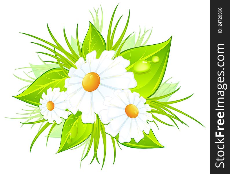 Bouquet of white daisies and green leaves, vector illustration. Bouquet of white daisies and green leaves, vector illustration