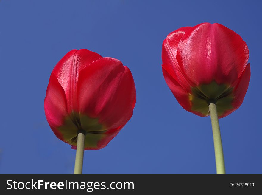 Red tulips