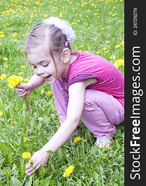 Little beautiful girl in a field of dandelions. Little beautiful girl in a field of dandelions