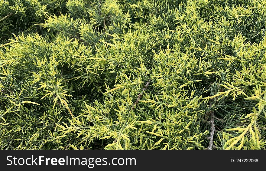 photo of a low coniferous shrub with yellowish needles. The image can be used as a background.