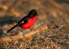 Crimson Shrike On Branch Stock Photography Crimson Shrike On Branch Stock Photography