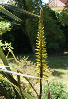 Flower Of Aloe Vera Plant Royalty Free Stock Images Flower Of Aloe Vera Plant Royalty Free Stock Images