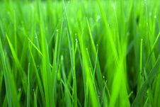 Paddy Rice In Green Stock Photos