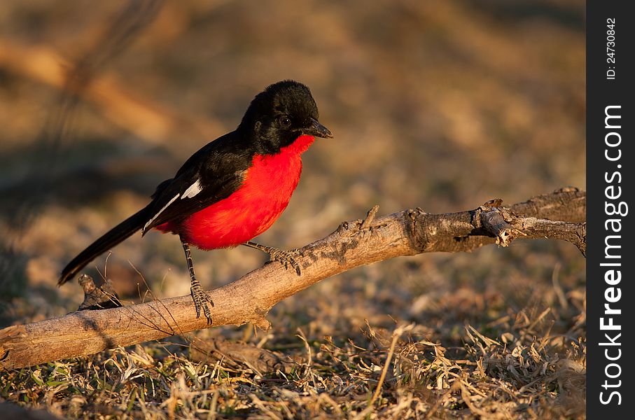 Crimson shrike on branch