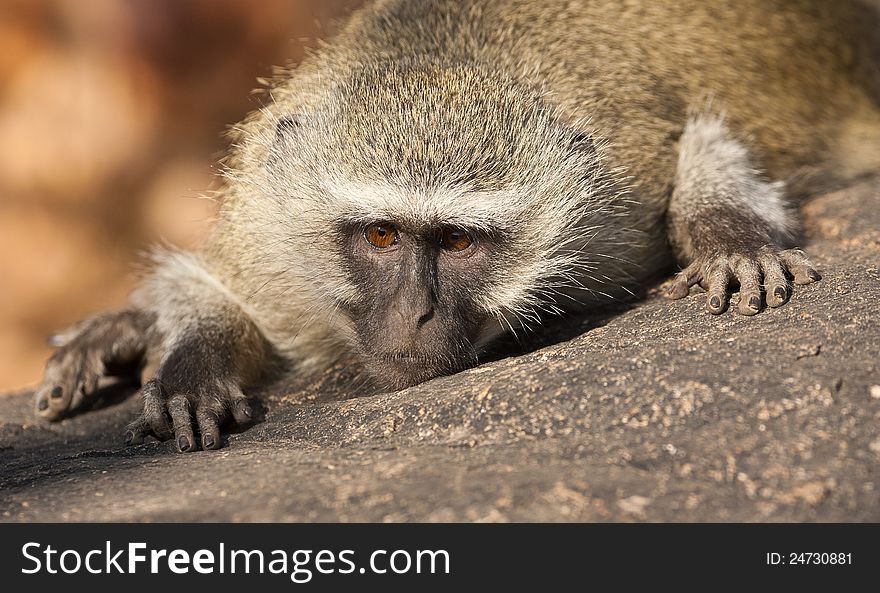 Monkey watching intently while lying flat on a rock as if stalking. Monkey watching intently while lying flat on a rock as if stalking