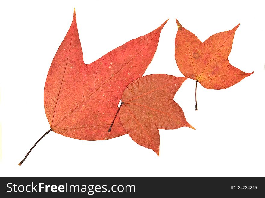 Maple leave on white background