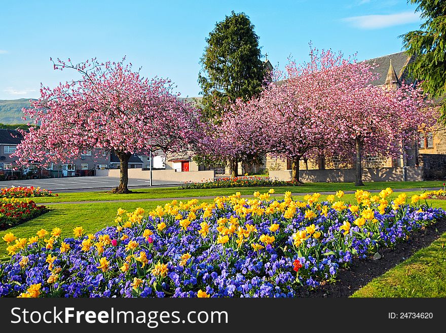 Blooming Japanese Cherry Trees In The Streets