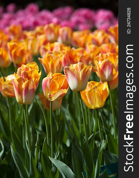 Colorful tulips in garden with blurred background. Focus on tulips in foreground. Colorful tulips in garden with blurred background. Focus on tulips in foreground.