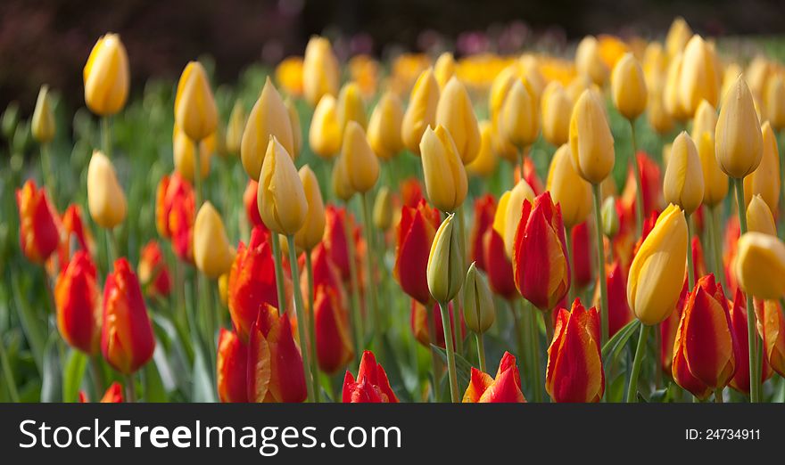 Colorful Tulips On Blurred Background