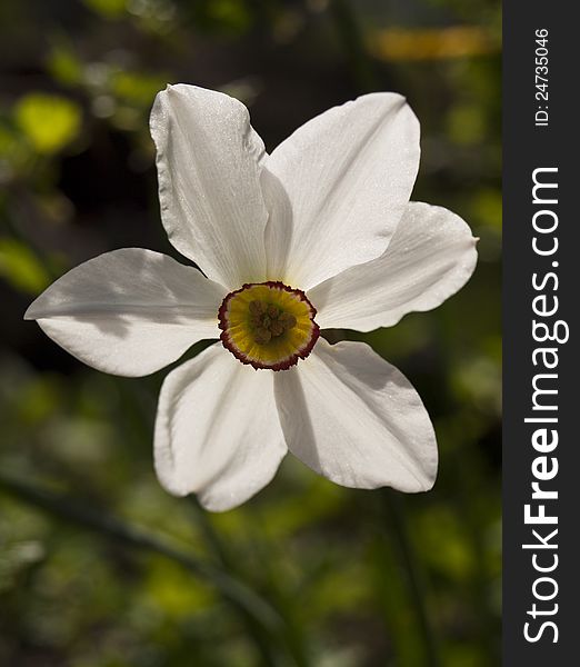 A view of white daffodil in the spring.