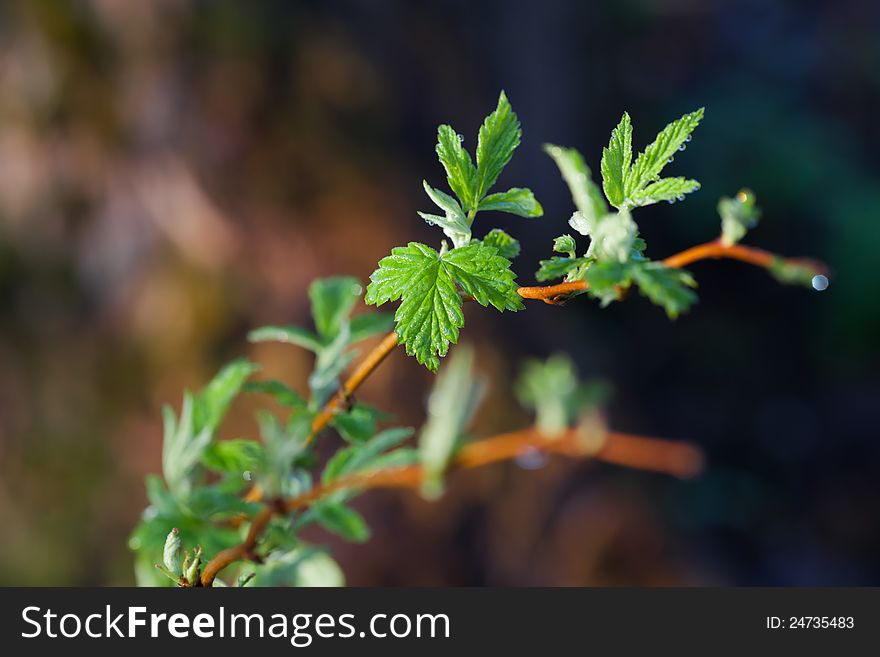 Fresh Spring Leaves