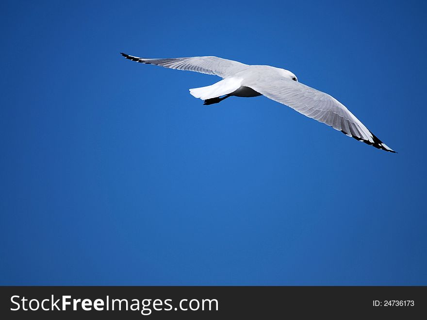 Seagull in Flight