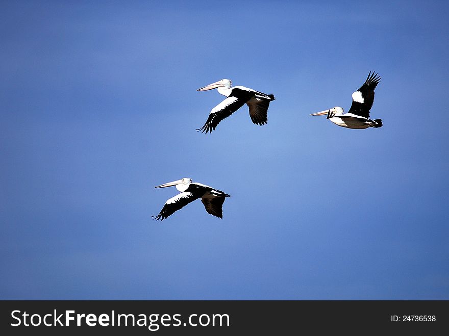 Three pelicans flying in formation. Three pelicans flying in formation