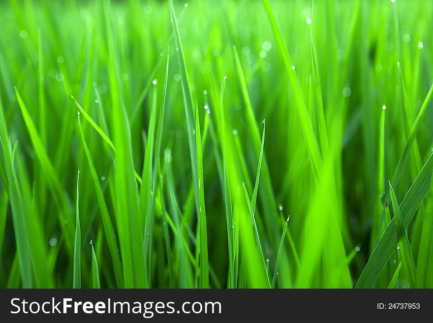 Paddy rice in field green. Paddy rice in field green