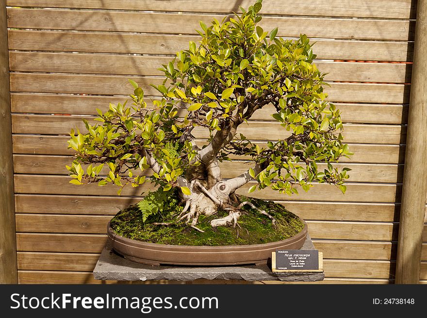 Ficus microcarpa, species of tree or shrub of the genus Ficus within the family Moraceae