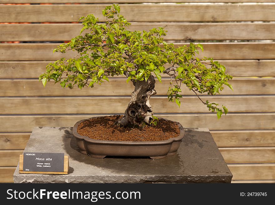 Bonsai Morus alba, known as white mulberry, is a short term size and rapid growth