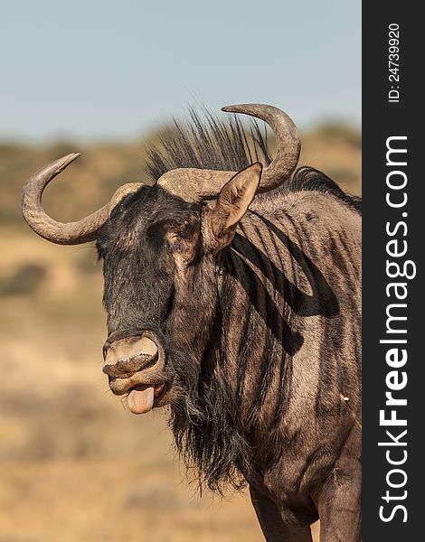 Bluewildebeest after sand bath with tongue sticking out. Bluewildebeest after sand bath with tongue sticking out