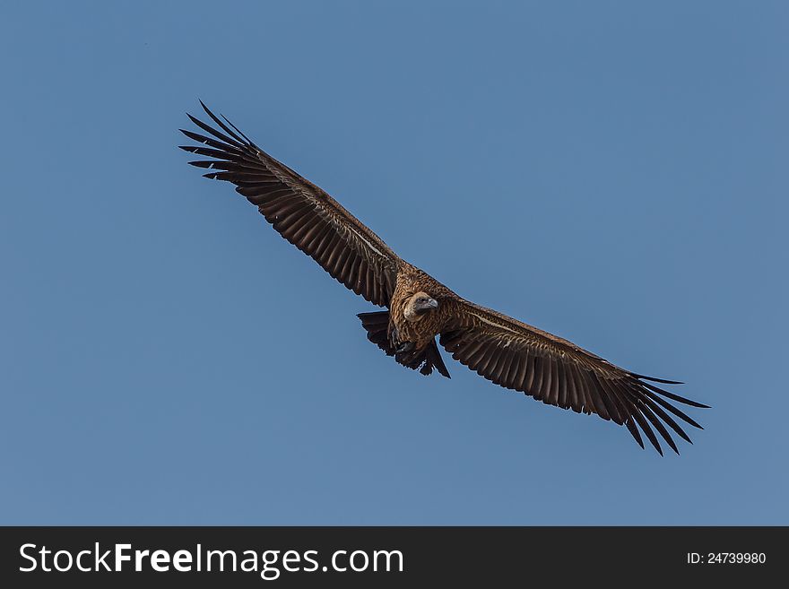 White-backed vulture coming in to land at kill in Kgalagadi