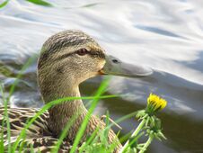 Wild Duck Close-up, Head And Neck. Water Surface In The Background. Animals. Water Birds. Grass And Flowers. Spring. Stock Image