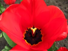 Opened Red Tulip Close-up. Yellow Pistil And Black Center. Flowers. Plants. Spring. Royalty Free Stock Photo