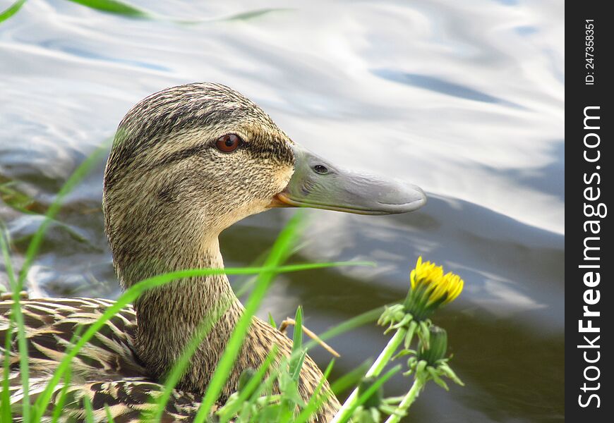 Wild duck close-up, head and neck. Water surface in the background. Animals. Water birds. Grass and flowers. Spring.