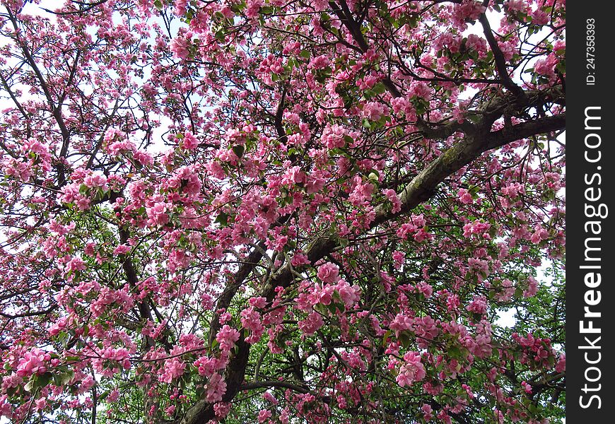 Blooming Apple Tree. White And Pink Flowers. Spring. Nature. May. Green Leaves