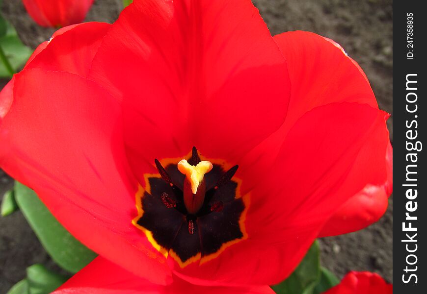 Opened red tulip close-up. Yellow pistil and black center. Flowers. Plants. Spring.