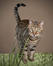 Bengal Cat Stock Photos