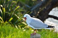A Red-billed Gull Yawning Stock Photography A Red-billed Gull Yawning Stock Photography