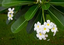 White Frangipani. Stock Photos White Frangipani. Stock Photos