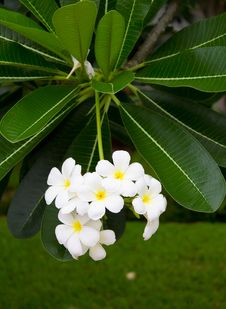 White Frangipani. Stock Images White Frangipani. Stock Images