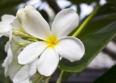 Branch Of Tropical Flowers Frangipani Royalty Free Stock Image Branch Of Tropical Flowers Frangipani Royalty Free Stock Image