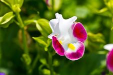 Pink And White Wishbone Flower Royalty Free Stock Images Pink And White Wishbone Flower Royalty Free Stock Images