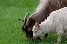 Mother And Little Goat Stock Photos Mother And Little Goat Stock Photos