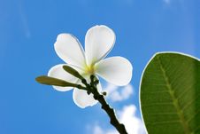 Frangipani Stock Photo Frangipani Stock Photo